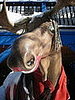 Giant moose wearing makeup.