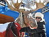 Moose!