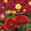 Poppy Seed and Rose