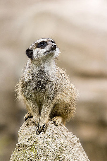 Guess What Animal?