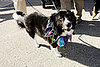 mardi_gras_barkus_parade-009