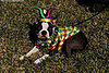 mardi_gras_barkus_parade-011