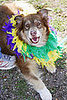 mardi_gras_barkus_parade-029