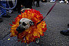 mardi_gras_barkus_parade-052