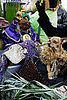 mardi_gras_barkus_parade-054