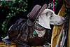 mardi_gras_barkus_parade-064