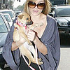 New Puppy Alert! Lauren Conrad