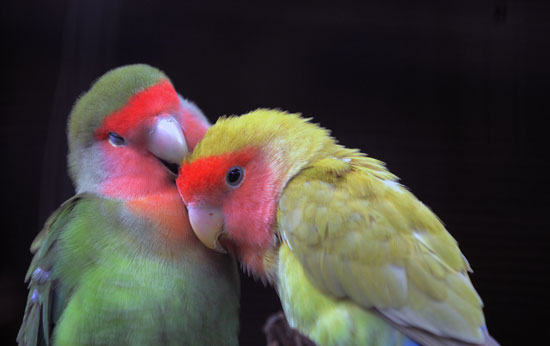 Guess What Bird?