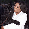 So Long, Sweet Sophie: Oprah's Beloved Spaniel Dies