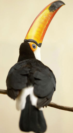 Guess What Bird?
