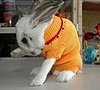 dwp pretty pets 181207