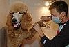 dwp pretty pets 181207