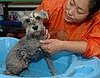 dwp pretty pets 181207