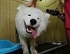 dwp pretty pets 181207