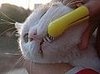 dwp pretty pets 181207