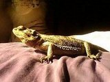 Spike