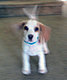 nikachu's picture