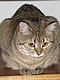 starcat's picture