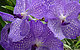 rachelsamson's picture