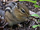 chipmunkie's picture