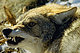 crankycoyote's picture