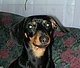 doxielover's picture