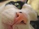zackcat7's picture