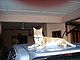 udasan's picture