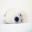 fluffygrrrl's picture