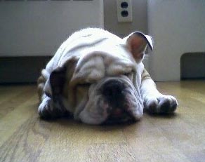 Bailey