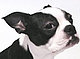 seamus's picture