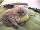 Trinket72's picture