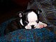 Gypsey Red's picture
