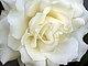 lillychloe's picture