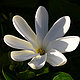 maliawahine's picture