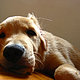 stanford's picture