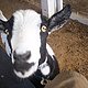 Shari Chase's picture
