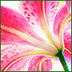 orchidaceous's picture