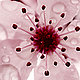 anel's picture