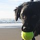 steamboatdog's picture