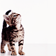icedragon's picture