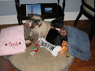 Precious PUGS!