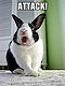 turkiyaki's picture
