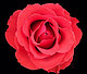 Alekxandra's picture