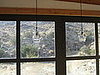 View Into the Backyard