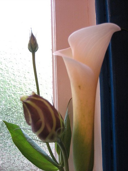 Name This Flower