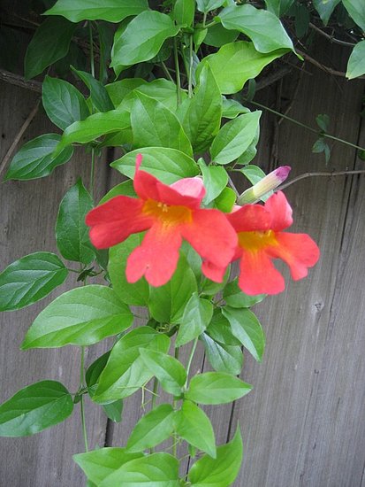 Name This Flower