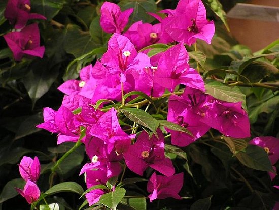 Name This Flower