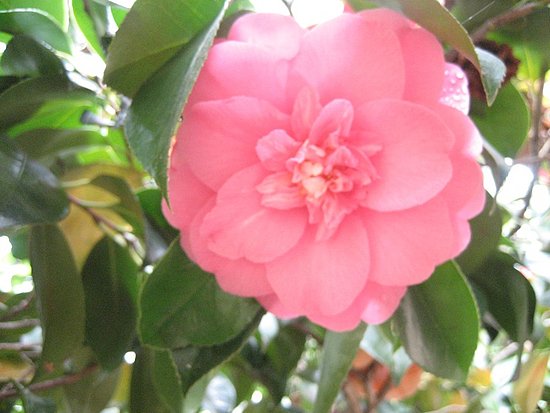 Name This Flower