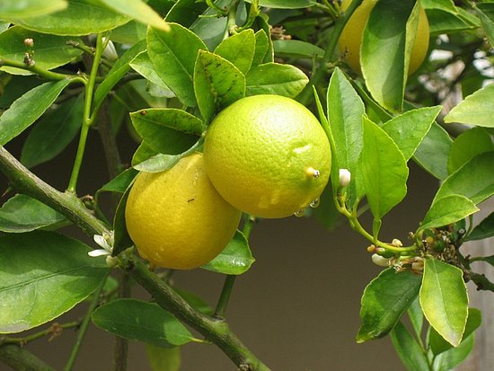 Name This Fruit
